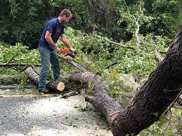 How Our Tree Care Process Works  in  Woodmere, NY