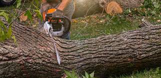 Tree and Shrub Care in Woodmere, NY