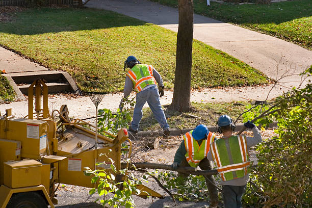 Best Emergency Tree Removal  in Woodmere, NY