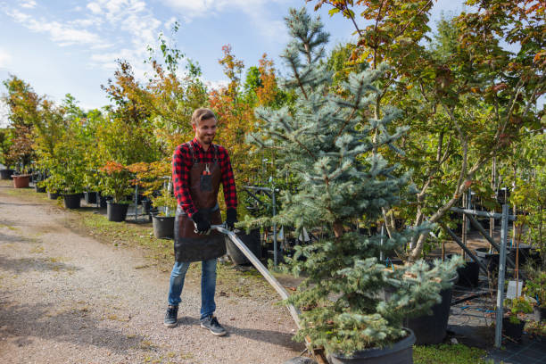 Best Hazardous Tree Removal  in Woodmere, NY