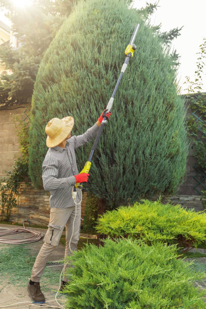 Professional Tree Removal in Woodmere, NY